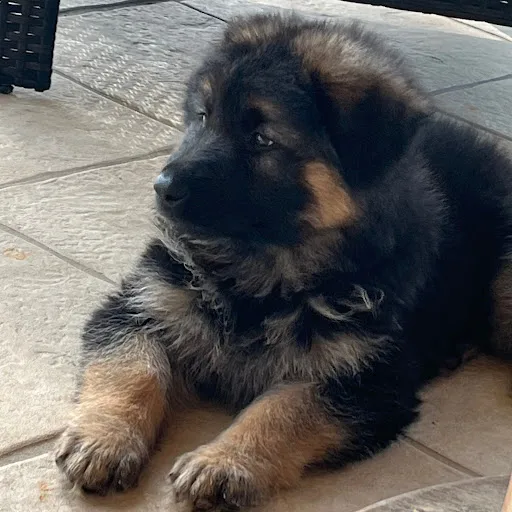 Tonir Cafe - Burbank, CA